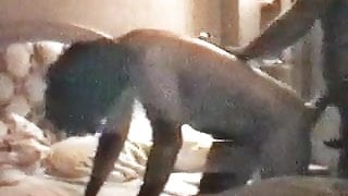 köpek